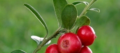 Cranberry – Natural Antibiotic