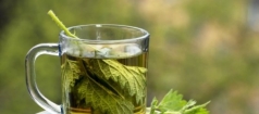 Nettle – Clean Your Body With This Powerful Herb