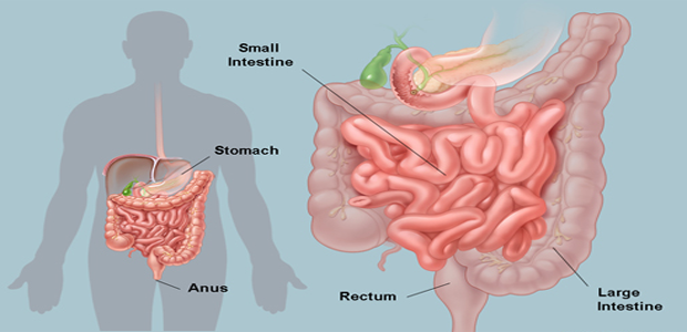Did You Know That We Have About 30 Pounds Of Poison In Our Intestines - Here Is How To Purify It!