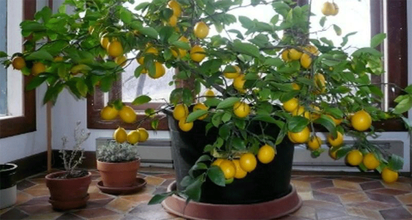 How to Grow a Lemon Tree from Seed Easily in Your Own Home