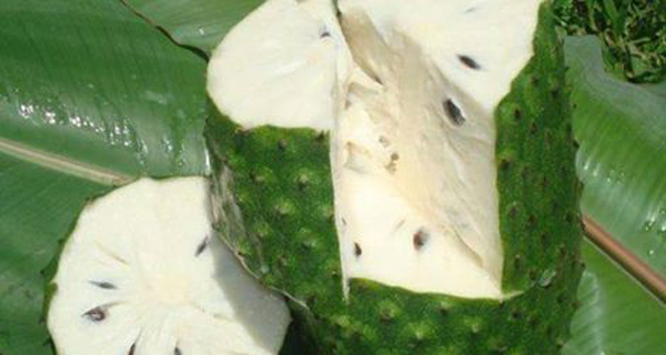 Soursop Fruit 1000 Stronger At Killing Cancer Than Chemotherapy