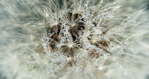 Dandelion Root Even Dr. Oz Recommends This Magical Tea