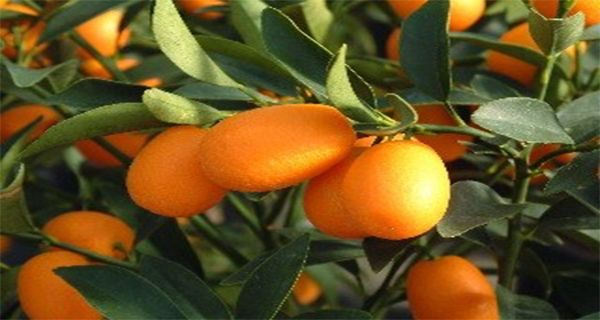 Kumquat - Golden Orange in the Service of Your Health