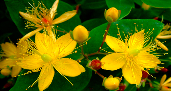 Magical Oil for Skin Burns and Good Sleep!