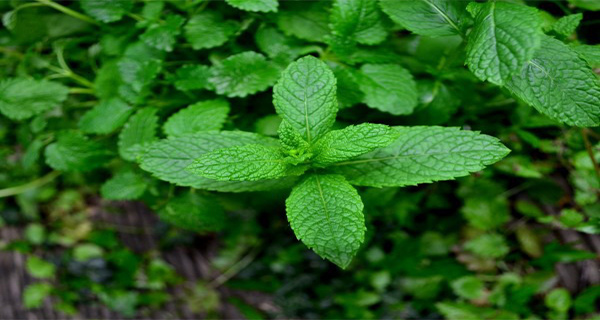 10 Reasons Why You Should Grow Mint At Home