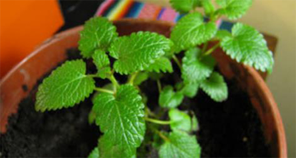 27 Highly Medicinal Plants Worth Planting