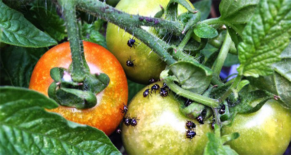 How To Get Rid of Pests Without Any Pesticides