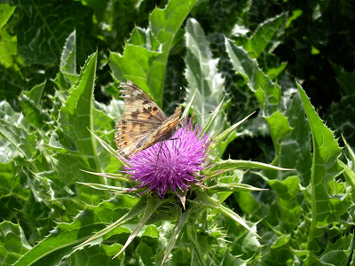 milk thistle