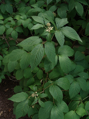 siberian ginseng