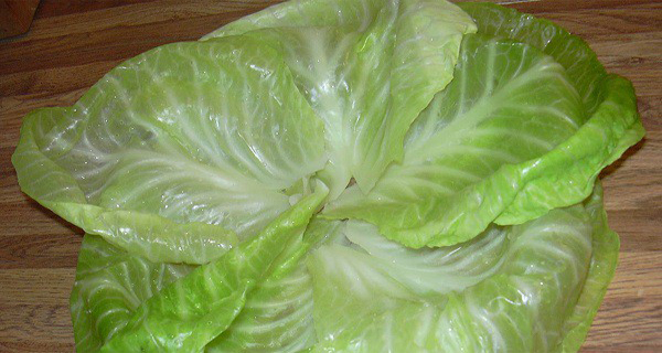 what-can-cabbage-leaves-heal
