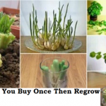 8 Vegetables You Buy Once Then Regrow Forever ! image-8566