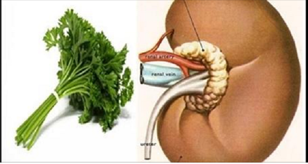 This-Herb-is-the-Best-Kidney-Cleansing-Remedy-Here-is-How-To-Use-it-to-Cleanse-Your-Kidneys