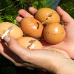 You’ll Never Throw Eggshells Away Again After Reading This!!! image-8550