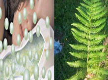 Make a Pillow of THIS Herb and Cure all Types of Back Pain