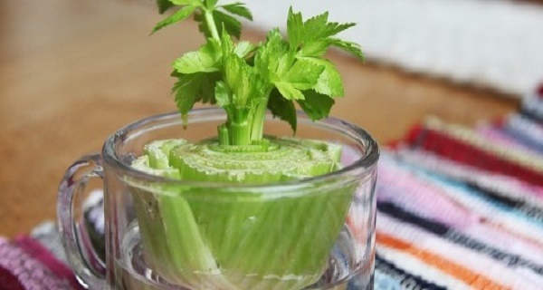 7-Vegetables-That-You-Can-Regrow-Again.-And-Again.-And-Again.-And-Again.