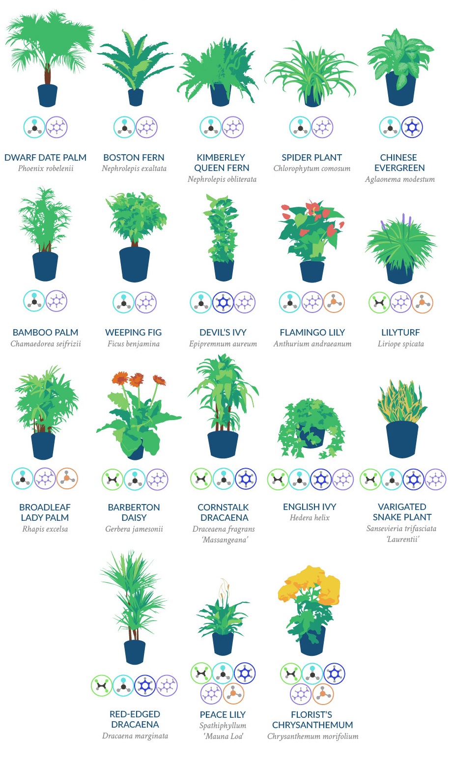 air-filtering-indoor-plants