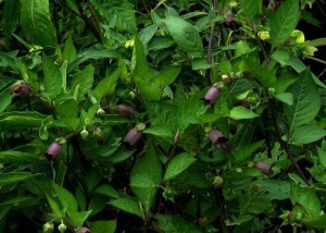2 belladonna