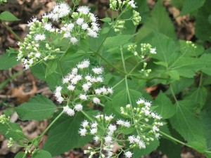 3 white-snakeroot