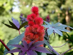 4 ricinus_communis_