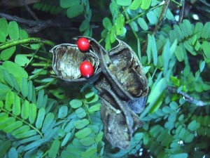 5 Abrus_precatorius_pods