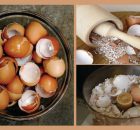 After-Reading-This-You-Will-Never-Throw-Away-Eggshells