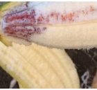 Bananas Infected With AIDS Virus