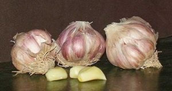 If You Have One Of These 6 Conditions You Should Stop Consuming Garlic Immediately