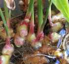 How To Grow An Endless Supply Of Ginger Indoors