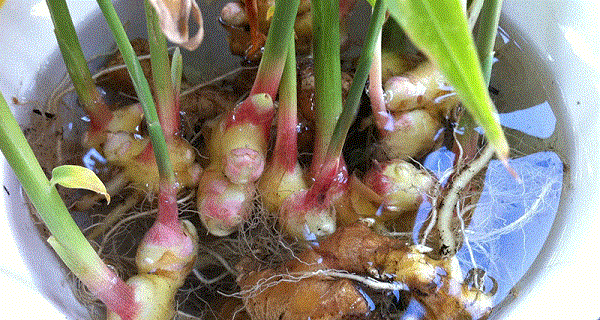 How To Grow An Endless Supply Of Ginger Indoors