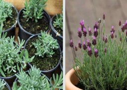 how-to-grow-lavender-at-home-to-relieve-stress-and-anxiety
