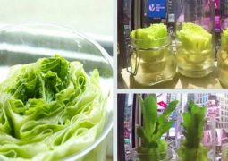 one-simple-trick-to-regrow-your-lettuce-so-you-never-have-to-pay-for-a-salad-again