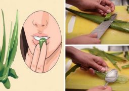 what-aloe-vera-does-in-your-body-why-egyptians-called-it-the-plant-of-immortality