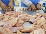 chicken
