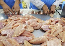 chicken