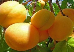 vitamin-b17-the-biggest-cover-up-in-the-history-of-cancer-600x314